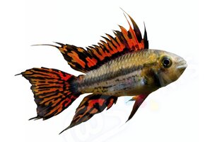 Koelkastmagneet Apistogramma cacatuoides