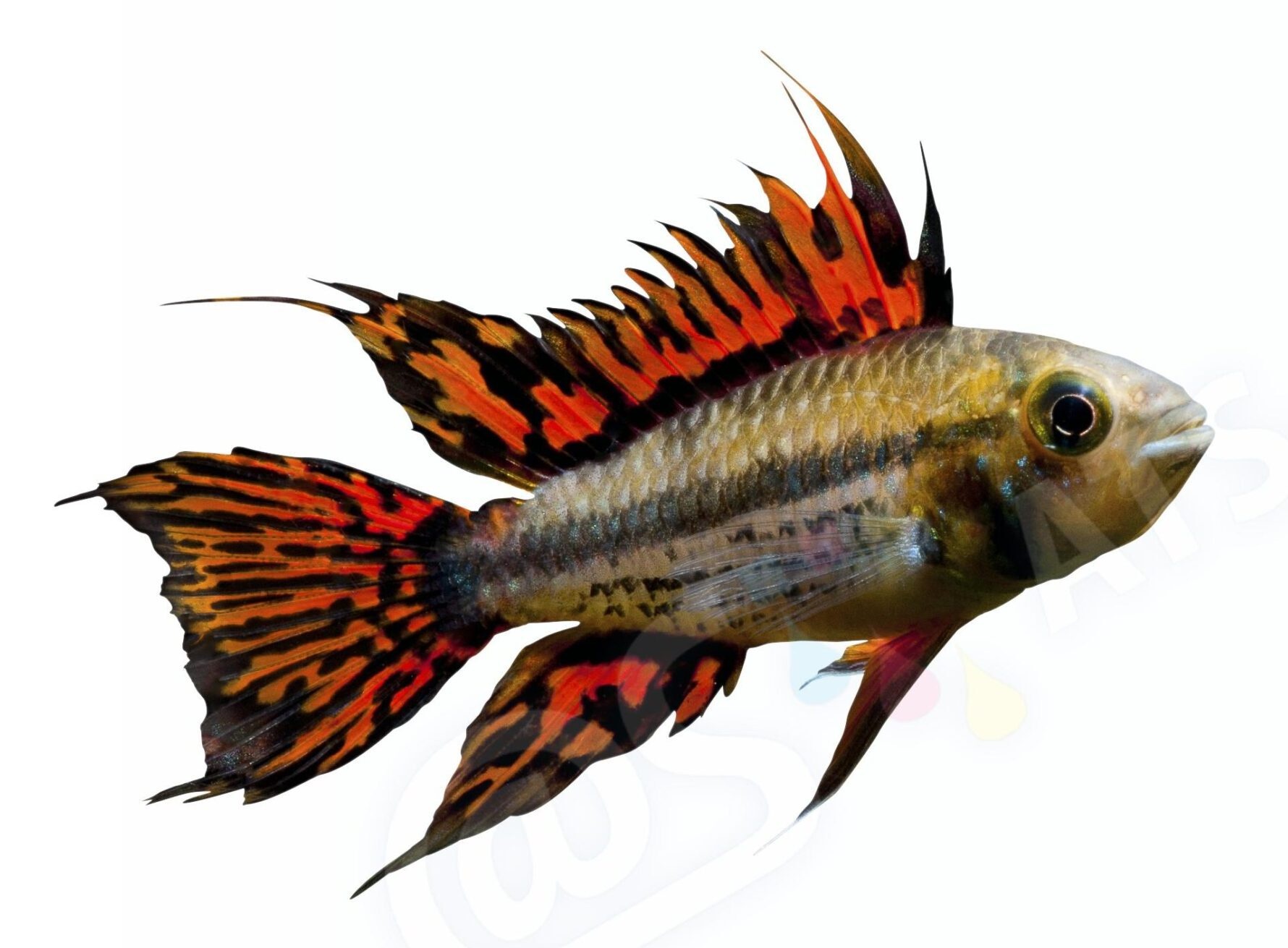 Koelkastmagneet Apistogramma cacatuoides