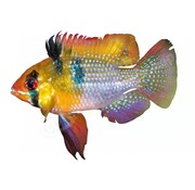de Visvoer WebWinkel Koelkastmagneet Mikrogeophagus ramirezi