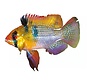 Koelkastmagneet Mikrogeophagus ramirezi