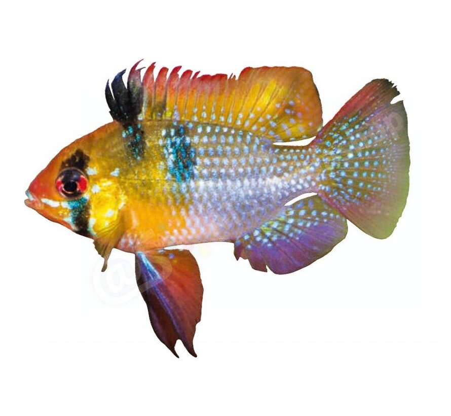 Koelkastmagneet Mikrogeophagus ramirezi