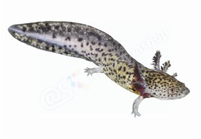 Koelkastmagneet Axolotl (Ambystoma mexicanum)