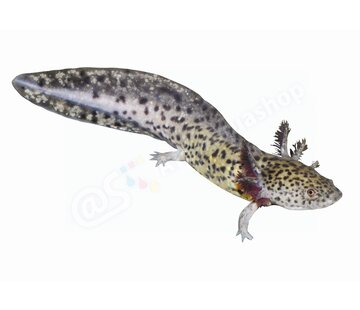 de Visvoer WebWinkel Koelkastmagneet Axolotl (Ambystoma mexicanum)