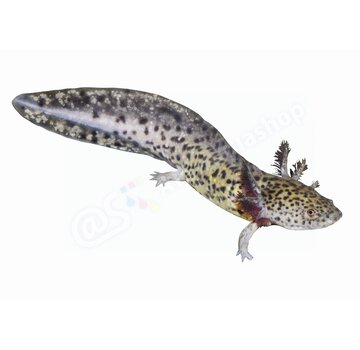 de Visvoer WebWinkel Koelkastmagneet Axolotl (Ambystoma mexicanum)