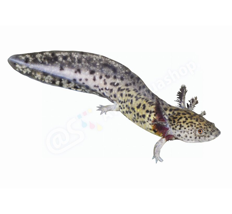 Koelkastmagneet Axolotl (Ambystoma mexicanum)
