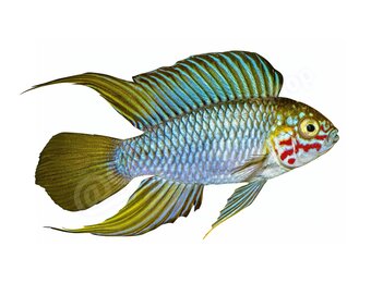 Koelkastmagneet Apistogramma borelli "Opal"