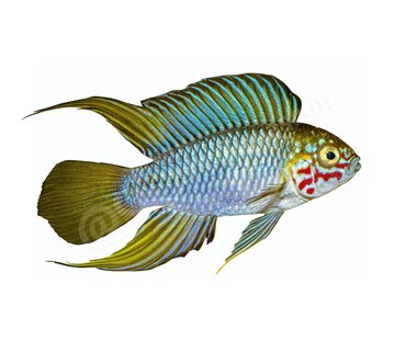 de Visvoer WebWinkel Koelkastmagneet Apistogramma borelli "Opal"