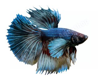 Koelkastmagneet Betta splendens "Elephant Ear"