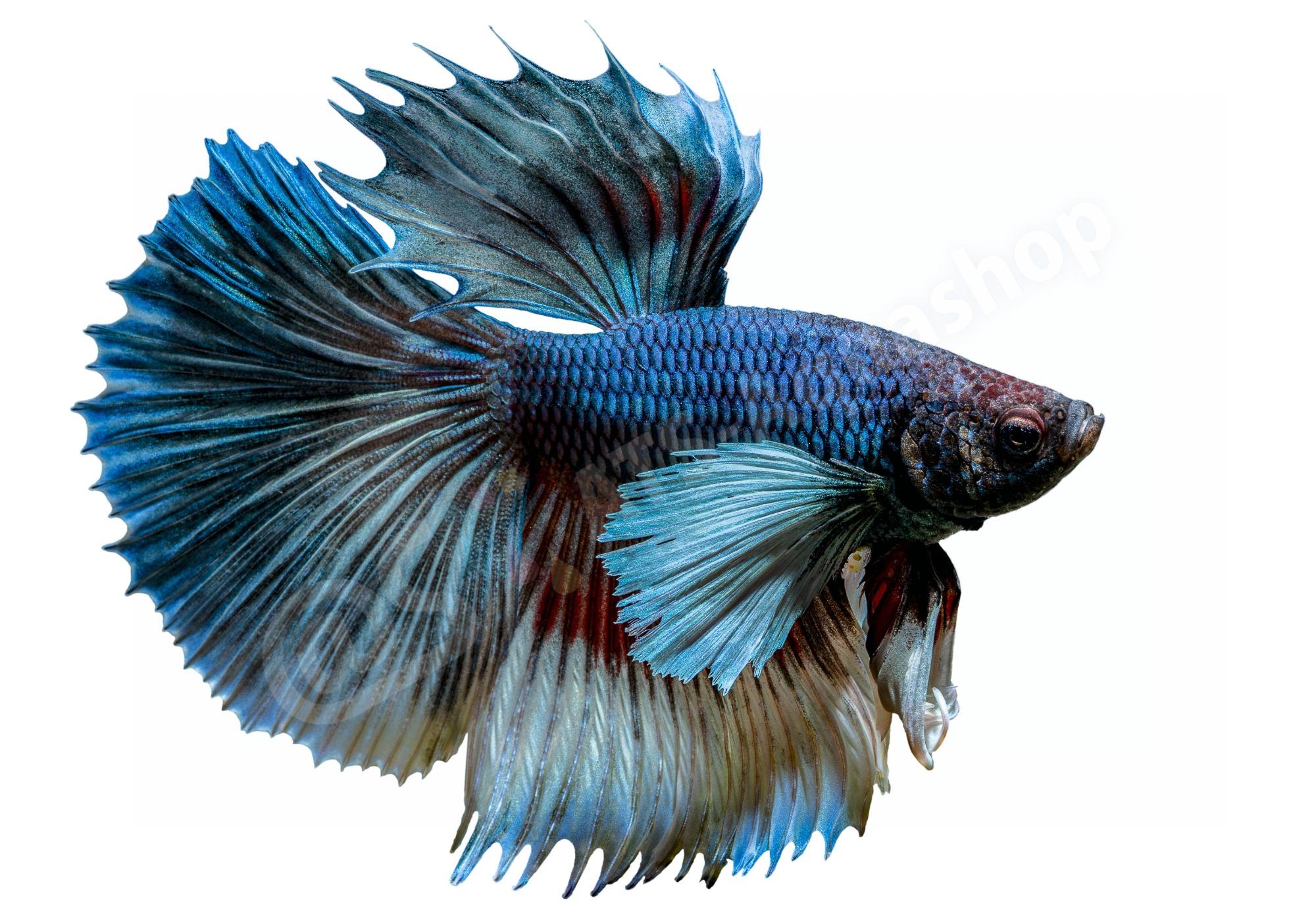 Koelkastmagneet Betta splendens "Elephant Ear"