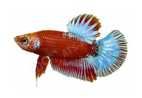 Koelkastmagneet Betta splendens "Red Star Tail"