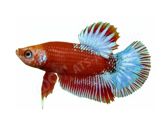 Koelkastmagneet Betta splendens "Red Star Tail"