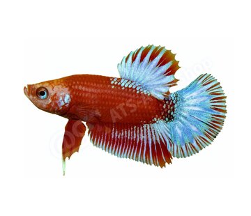 de Visvoer WebWinkel Koelkastmagneet Betta splendens "Red Star Tail"