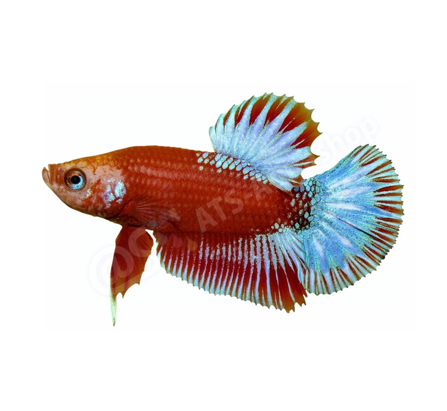 Koelkastmagneet Betta splendens "Red Star Tail"