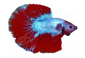 Koelkastmagneet Betta splendens "Premium Selected"