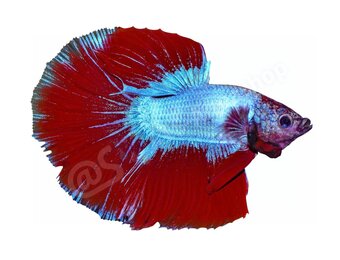 Koelkastmagneet Betta splendens "Premium Selected"