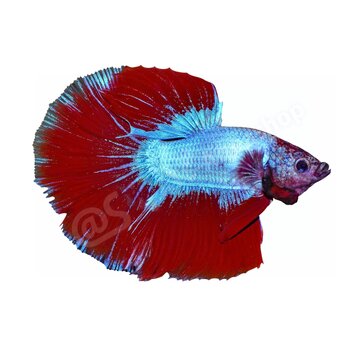 de Visvoer WebWinkel Koelkastmagneet Betta splendens "Premium Selected"