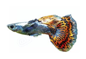Koelkastmagneet Guppy - Poecilia reticulata "Dumbo Red Dragon"