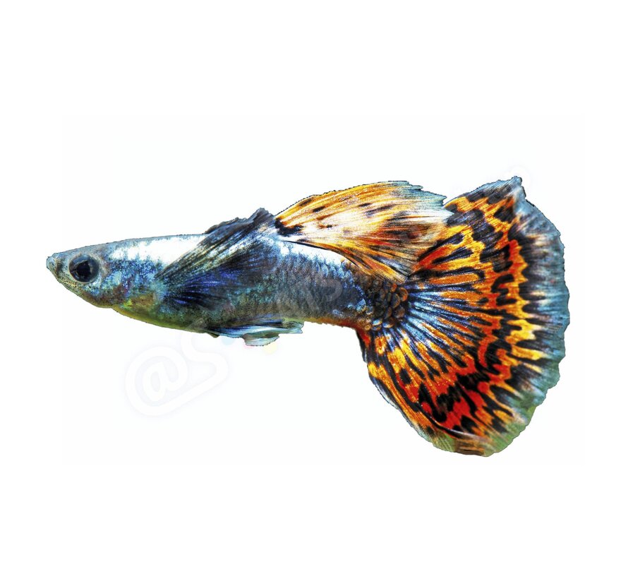 Koelkastmagneet Guppy - Poecilia reticulata "Dumbo Red Dragon"