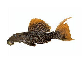 Koelkastmagneet Pseudacanthicus Leopardus