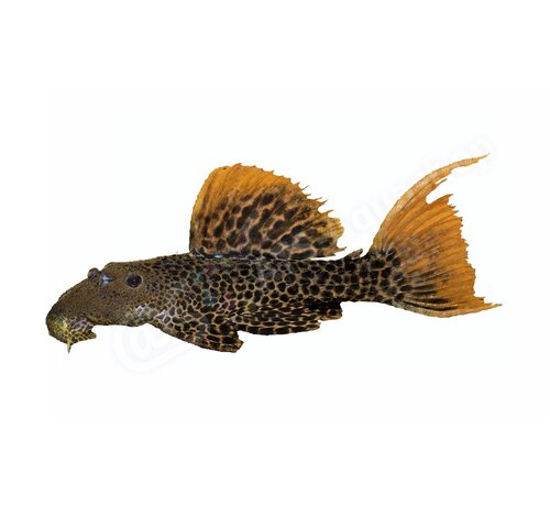 de Visvoer WebWinkel Koelkastmagneet Pseudacanthicus Leopardus