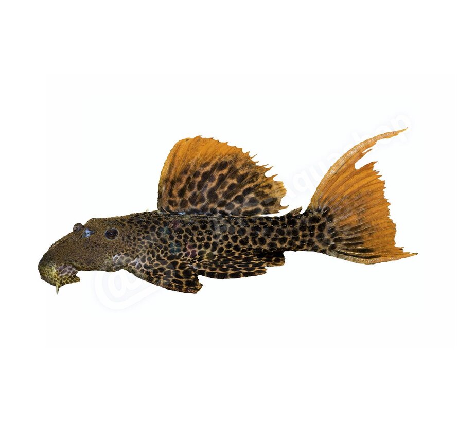 Koelkastmagneet Pseudacanthicus Leopardus