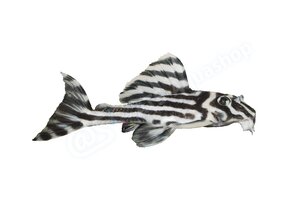 Koelkastmagneet Hypancistrus zebra (L46)