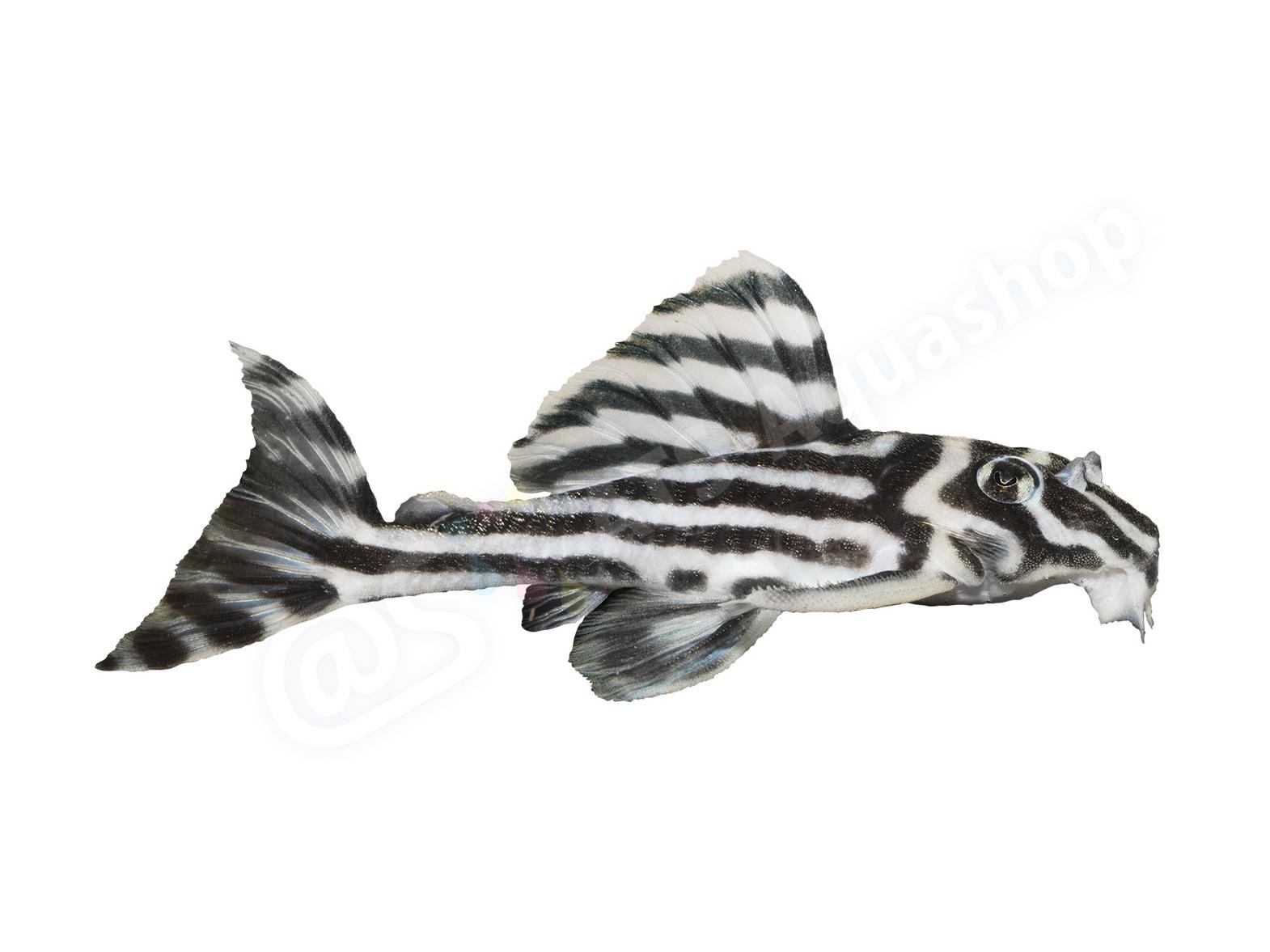 Koelkastmagneet Hypancistrus zebra (L46)