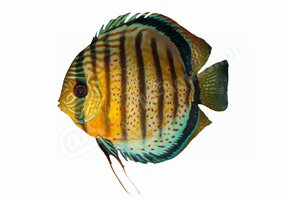 Koelkastmagneet Discus (Symphysodon aequifasciatus)