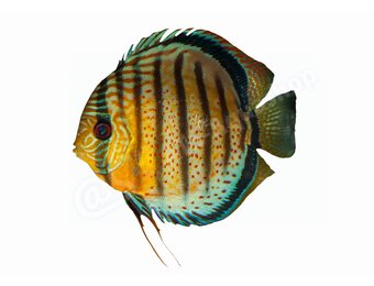 Koelkastmagneet Discus (Symphysodon aequifasciatus)