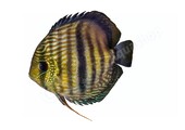 Koelkastmagneet Discus (Symphysodon "Nhamunda")