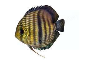 Koelkastmagneet Discus (Symphysodon "Nhamunda")