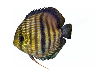 Koelkastmagneet Discus (Symphysodon "Nhamunda")