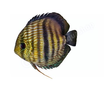de Visvoer WebWinkel Koelkastmagneet Discus (Symphysodon "Nhamunda")