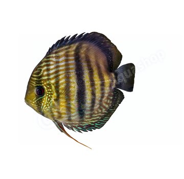 de Visvoer WebWinkel Koelkastmagneet Discus (Symphysodon "Nhamunda")