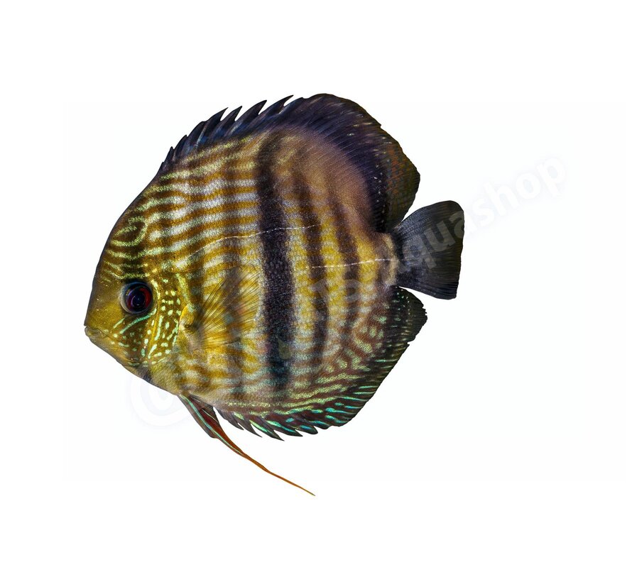 Koelkastmagneet Discus (Symphysodon "Nhamunda")