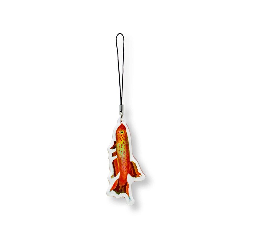 Sleutelhanger Killivis Aphyosemion australe "Gold"