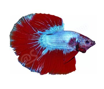 de Visvoer WebWinkel Sticker Betta splendens "Premium Selected"