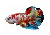 Sticker Betta splendens "Koi Galaxy"