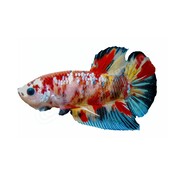 de Visvoer WebWinkel Sticker Betta splendens "Koi Galaxy"