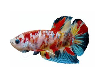 Sticker Betta splendens "Koi Galaxy"