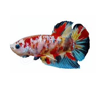 de Visvoer WebWinkel Sticker Betta splendens "Koi Galaxy"