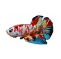 Sticker Betta splendens "Koi Galaxy"