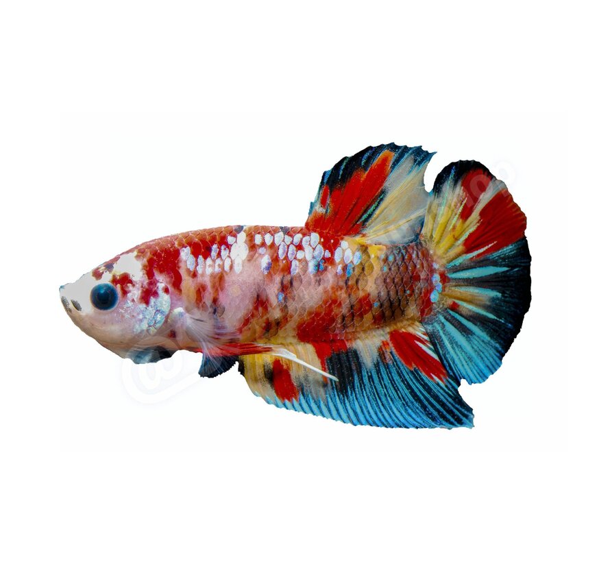 Sticker Betta splendens "Koi Galaxy"