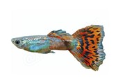 Sticker Guppy - Poecilia reticulata “Mosaik-Red”