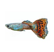 de Visvoer WebWinkel Sticker Guppy - Poecilia reticulata “Mosaik-Red”