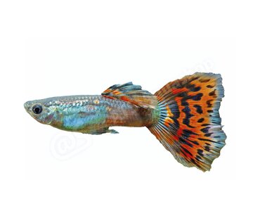 de Visvoer WebWinkel Sticker Guppy - Poecilia reticulata “Mosaik-Red”