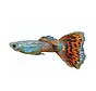 Sticker Guppy - Poecilia reticulata “Mosaik-Red”