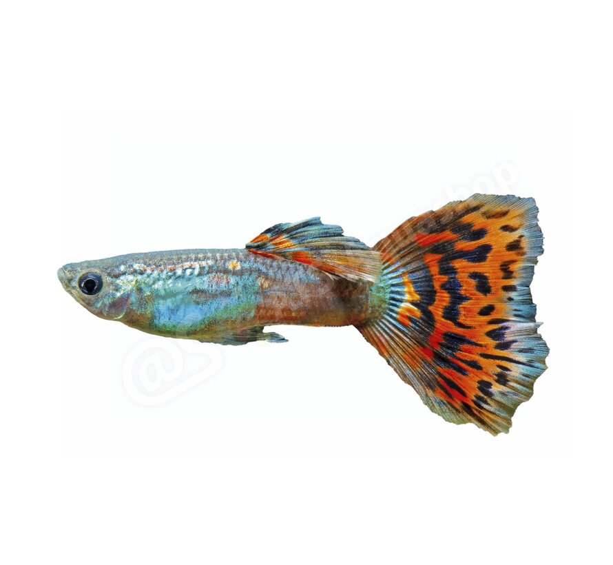 Sticker Guppy - Poecilia reticulata “Mosaik-Red”
