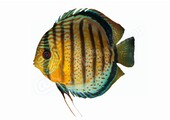Sticker Discus (Symphysodon aequifasciatus)