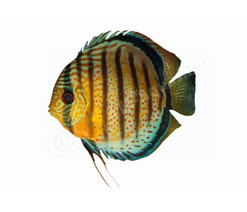 de Visvoer WebWinkel Sticker Discus (Symphysodon aequifasciatus)